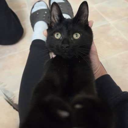 Carl - Domestic Shorthair/Mix available for adoption