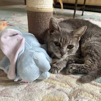 Amira - Domestic Shorthair/Mix cat available for adoption at Kingston Humane Society in Kingston