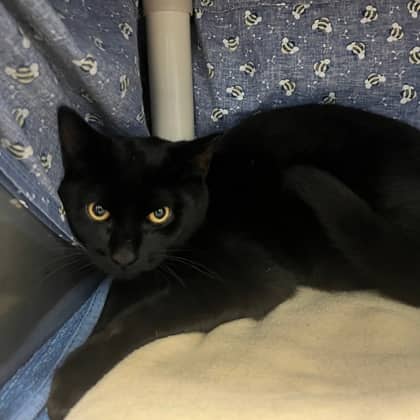 Candy Corn - Domestic Shorthair/Mix cat available for adoption at Kingston Humane Society in Kingston