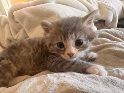 Sunny - Domestic Medium Hair/Mix cat available for adoption at Kingston Humane Society in Kingston
