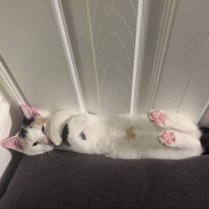 Sarah - Domestic Shorthair/Mix cat available for adoption in Ontario