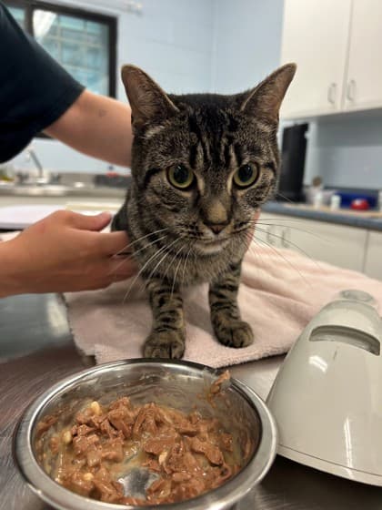 Suki - Domestic Shorthair/Mix cat available for adoption at Kingston Humane Society in Kingston