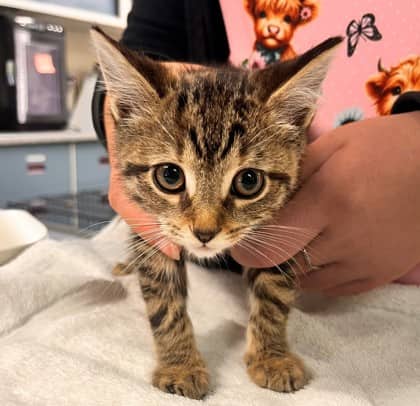 Lobster - Domestic Shorthair/Mix cat available for adoption at Kingston Humane Society in Kingston