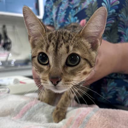 Talia - Domestic Shorthair/Mix cat available for adoption at Kingston Humane Society in Kingston