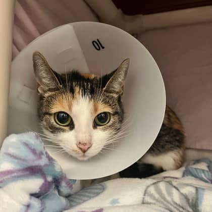 Damara - Domestic Shorthair/Mix cat available for adoption at Kingston Humane Society in Kingston