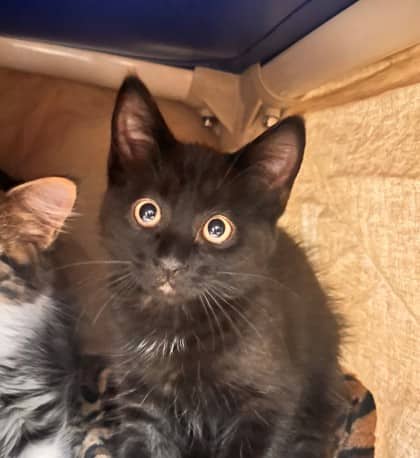 Babybel - Domestic Shorthair/Mix cat available for adoption at Kingston Humane Society in Kingston