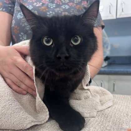 Billy - Domestic Medium Hair/Mix cat available for adoption in Calgary