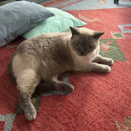 Sherlock - British Blue/Mix cat available for adoption at Kingston Humane Society in Kingston