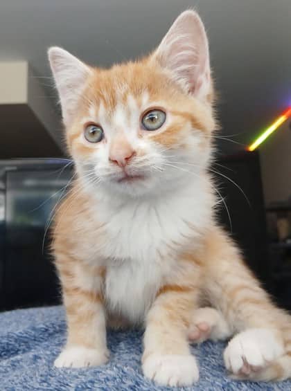 Piper - Domestic Shorthair/Mix cat available for adoption at Kingston Humane Society in Kingston