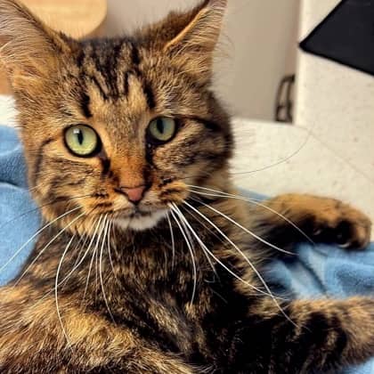 Hanna - Domestic Medium Hair/Mix cat available for adoption at Kingston Humane Society in Kingston