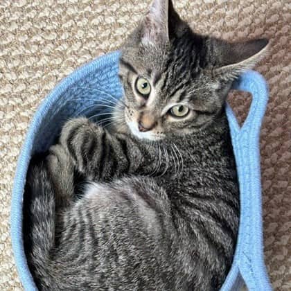 Milo - Domestic Shorthair/Mix available for adoption