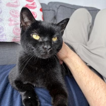 Mabel - Domestic Shorthair/Mix cat available for adoption in Calgary