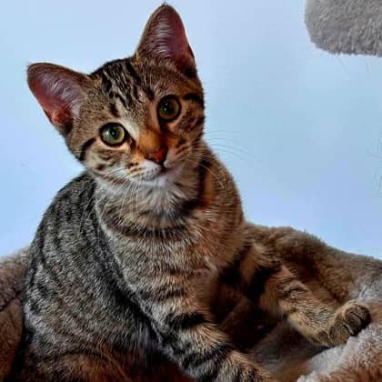 Berry - Domestic Shorthair/Mix cat available for adoption at Kingston Humane Society in Kingston