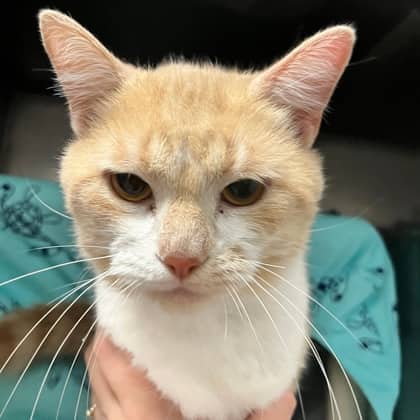 Ragu - Domestic Shorthair/Mix cat available for adoption at Kingston Humane Society in Kingston