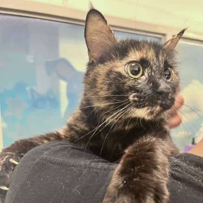 Cola - Domestic Medium Hair/Mix cat available for adoption at Kingston Humane Society in Kingston