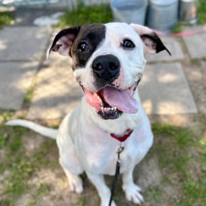 Mimi - Argentine Dogo/Mix available for adoption in Ontario