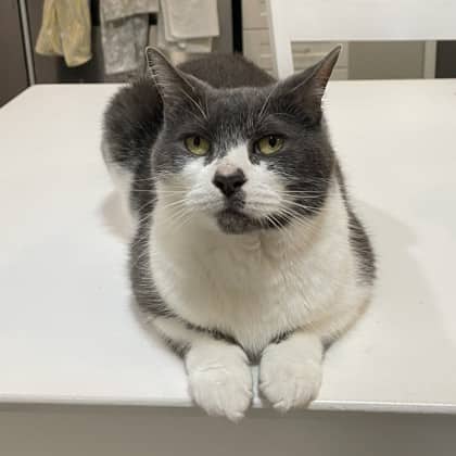 Carolina Reaper - Domestic Shorthair/Mix available for adoption