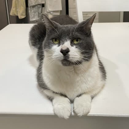 Carolina Reaper - Domestic Shorthair/Mix available for adoption