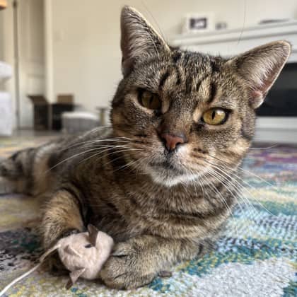 Orzo - Domestic Shorthair/Mix available for adoption