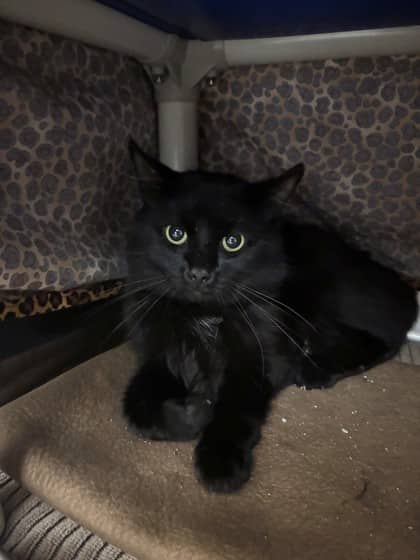 Aro - Domestic Shorthair/Mix cat available for adoption at Kingston Humane Society in Kingston