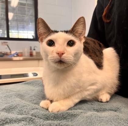 Suzuki - Domestic Shorthair/Mix cat available for adoption at Kingston Humane Society in Kingston