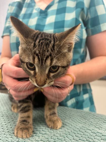Cannoli - Domestic Shorthair/Mix cat available for adoption at Kingston Humane Society in Kingston
