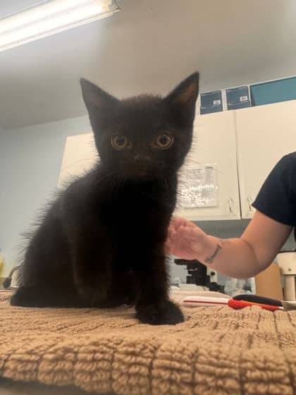Goose - Domestic Shorthair/Mix cat available for adoption at Kingston Humane Society in Kingston