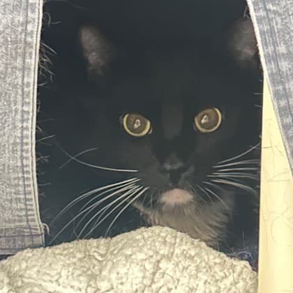 Simon - Domestic Shorthair/Mix cat available for adoption at Kingston Humane Society in Kingston