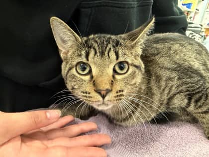 Flannel - Domestic Shorthair/Mix cat available for adoption at Kingston Humane Society in Kingston