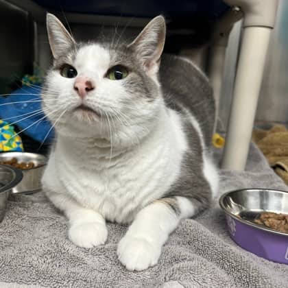Sugar - Domestic Shorthair/Mix cat available for adoption at Kingston Humane Society in Kingston