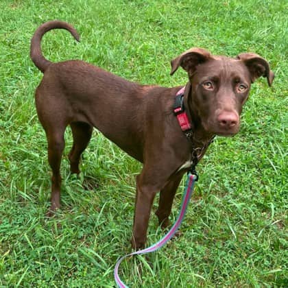 Poppy - Mixed Breed, Medium (up to 44 lbs fully grown)/Mix available for adoption at Kingston Humane Society in Kingston