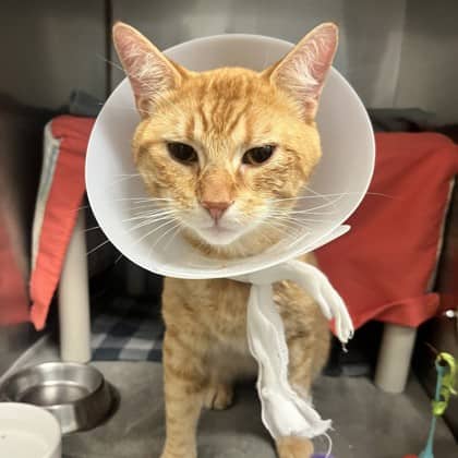Pete - Domestic Shorthair/Mix available for adoption