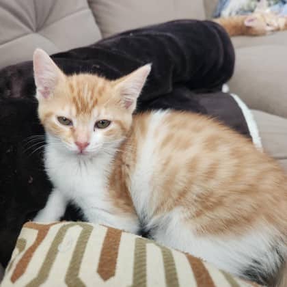 Shaggy - Domestic Shorthair/Mix cat available for adoption at Kingston Humane Society in Kingston