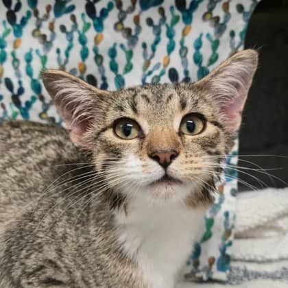 Aelin - Domestic Shorthair/Mix available for adoption
