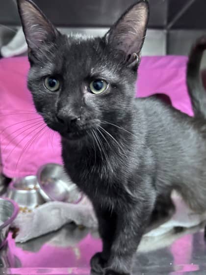 Cardigan - Domestic Shorthair/Mix available for adoption