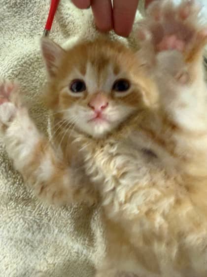 Peter - Domestic Shorthair/Mix cat available for adoption at Kingston Humane Society in Kingston