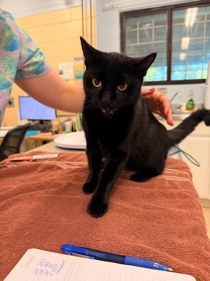Strudel - Domestic Shorthair/Mix cat available for adoption at Kingston Humane Society in Kingston