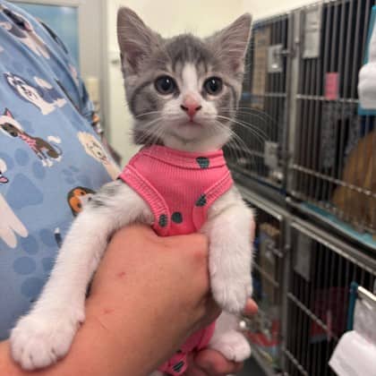 Gigi - Domestic Shorthair/Mix available for adoption