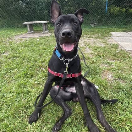 Taki - Boxer/Mix available for adoption in Ontario