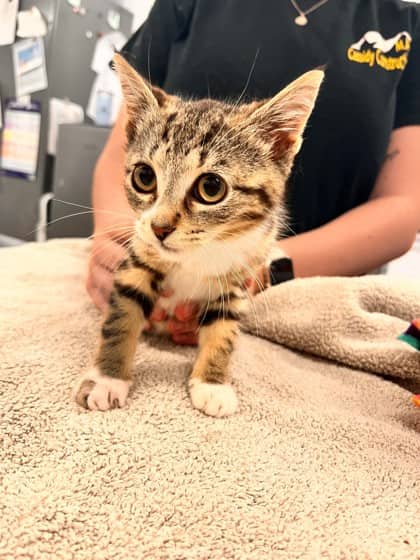 Beanie - Domestic Shorthair/Mix cat available for adoption at Kingston Humane Society in Kingston