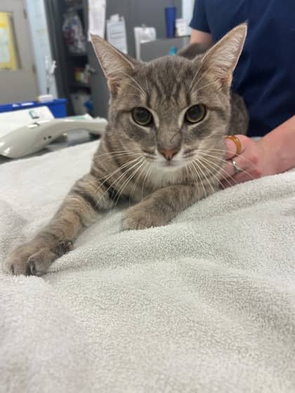 Turkey - Domestic Shorthair/Mix cat available for adoption at Kingston Humane Society in Kingston