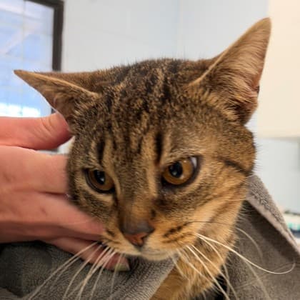 Orzo - Domestic Shorthair/Mix cat available for adoption at Kingston Humane Society in Kingston