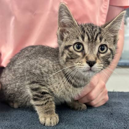 Milo - Domestic Shorthair/Mix available for adoption