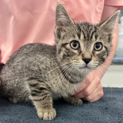 Milo - Domestic Shorthair/Mix cat available for adoption at Kingston Humane Society in Kingston