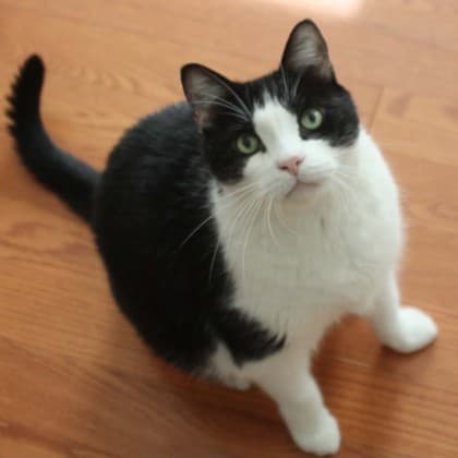 Ben - Domestic Shorthair/Mix available for adoption