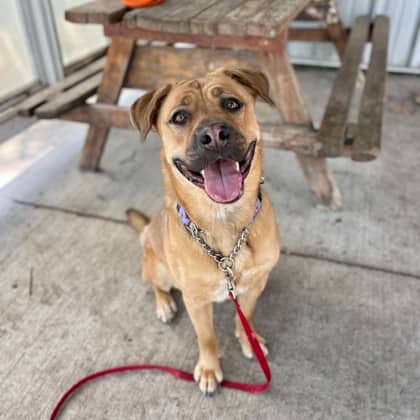 Hallie - Mastiff/Mix available for adoption