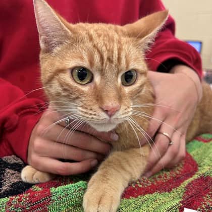 Scoop - Domestic Shorthair/Mix available for adoption
