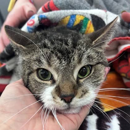 Maya - Domestic Shorthair/Mix cat available for adoption at Kingston Humane Society in Kingston