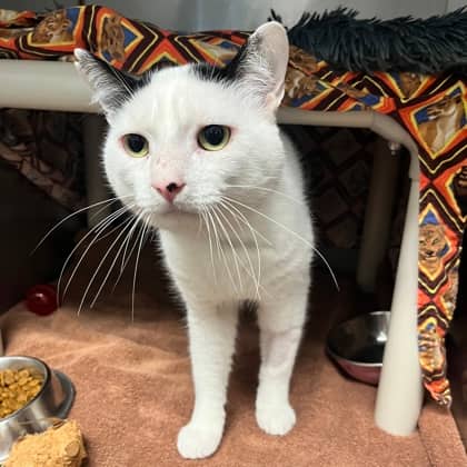 Carrot - Domestic Shorthair/Mix cat available for adoption at Kingston Humane Society in Kingston