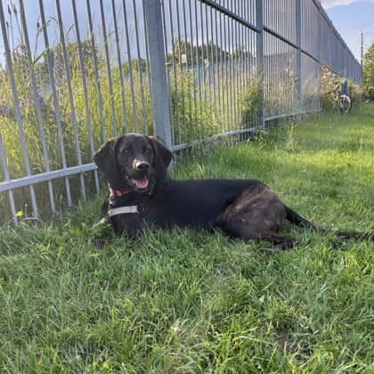 Sam - Hound/Mix available for adoption